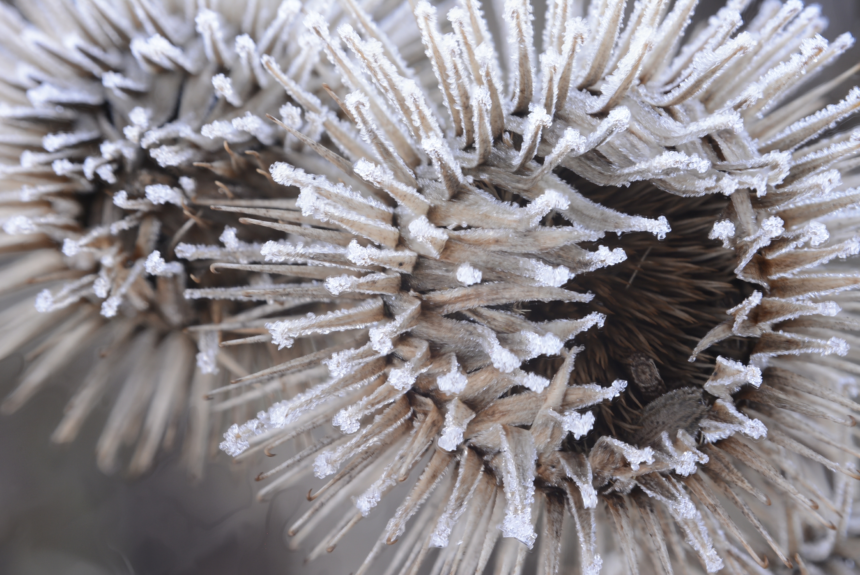 Look at all macro photos in the 3 photo galleries below