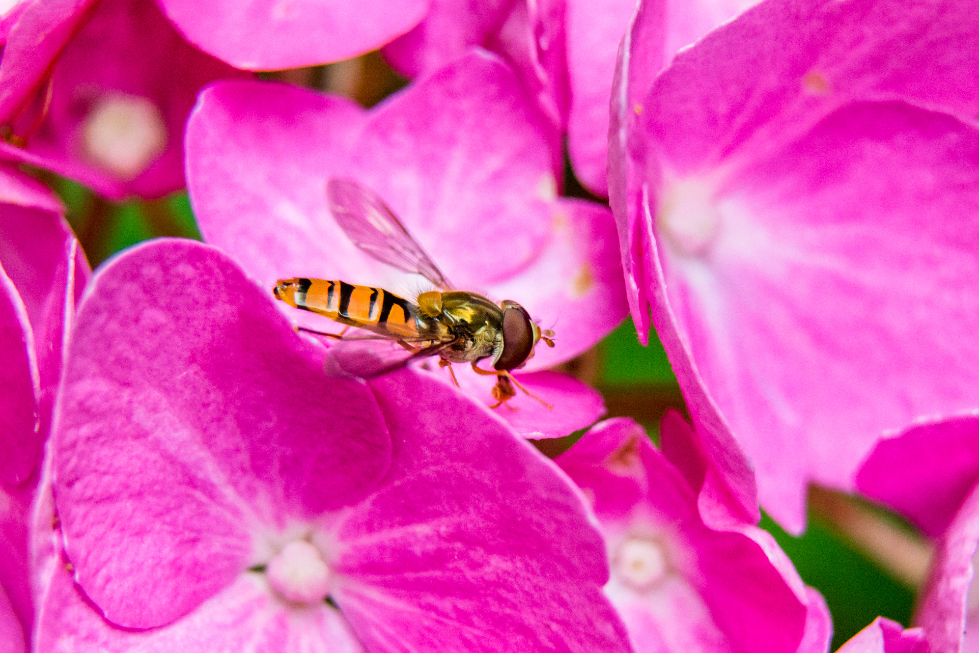 Look at all macro photos in the 3 photo galleries below