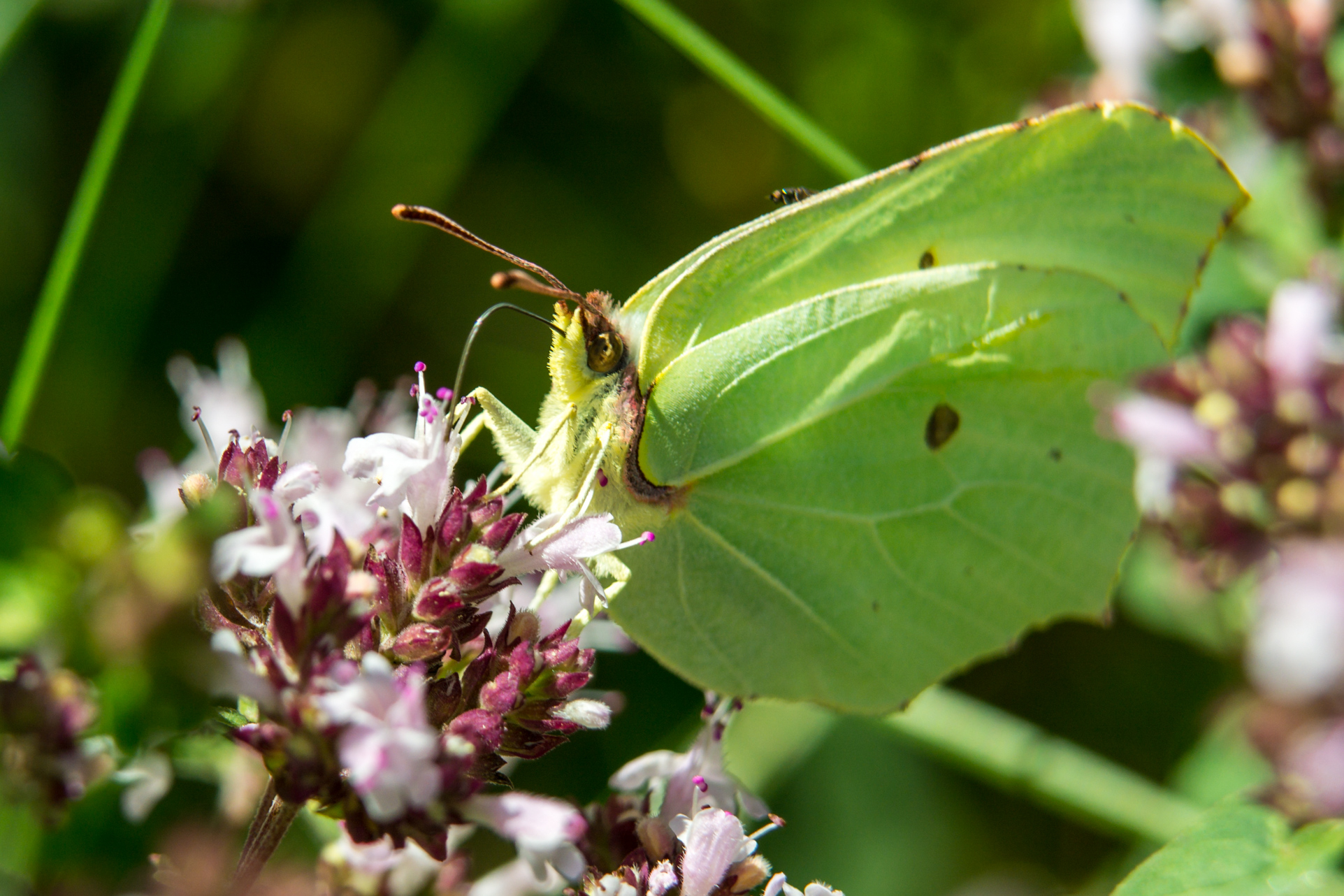 Look at all macro photos in the 3 photo galleries below