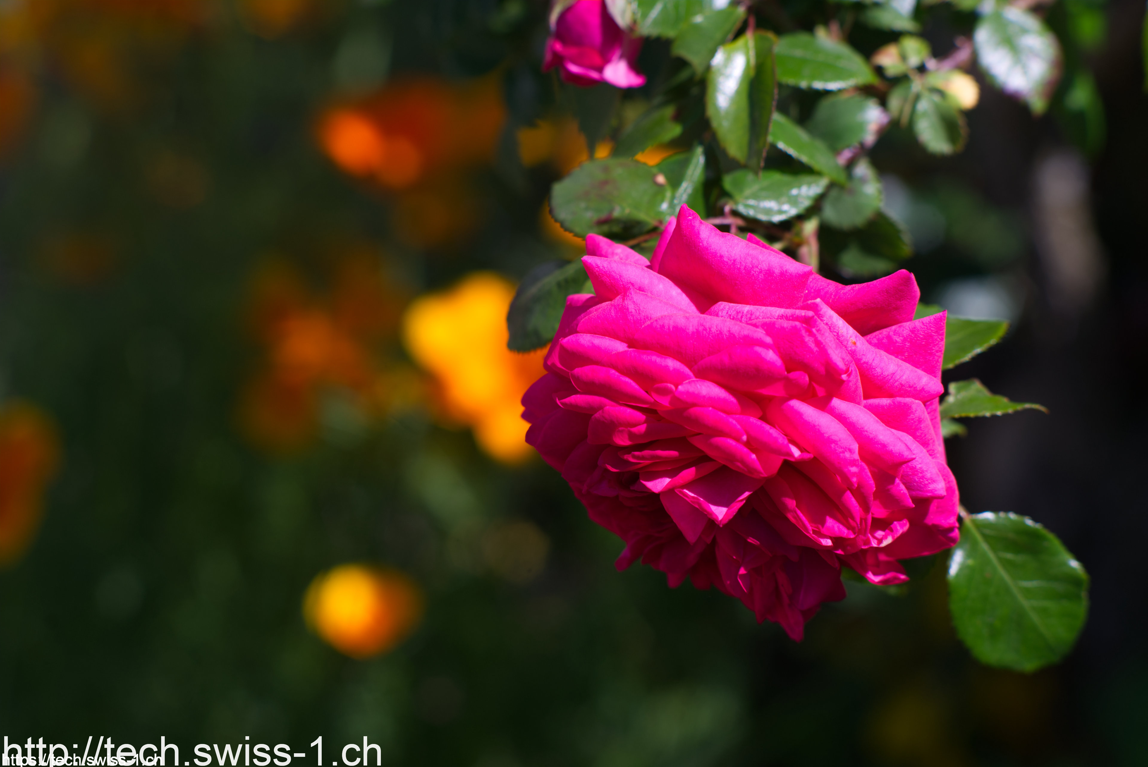 darktable vs lightroom speed darktable vs lightroom speed