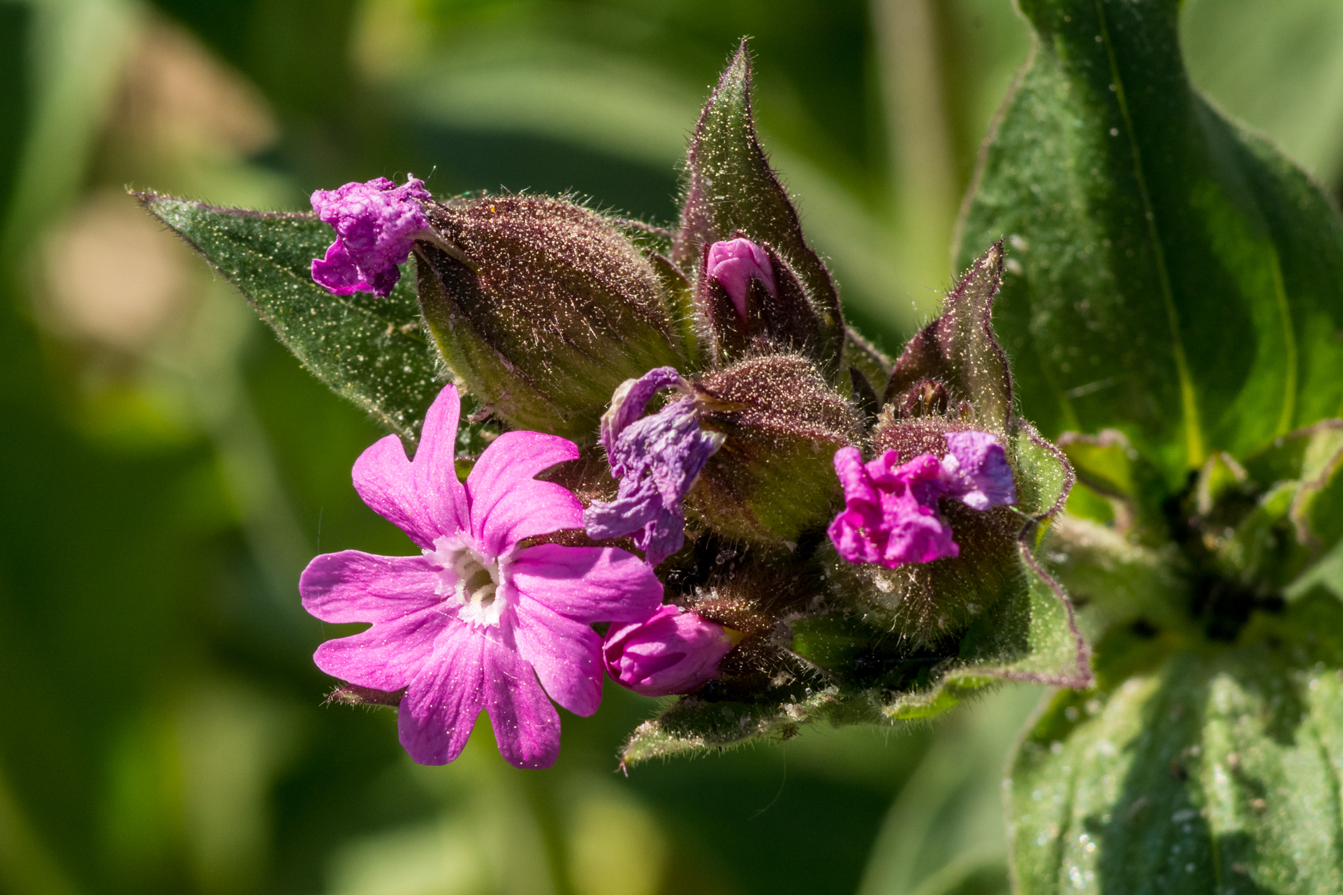 Look at all macro photos in the 3 photo galleries below