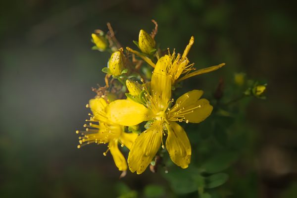 Hypericum perforatum, Common St. John's Wort, Echtes Johanniskraut