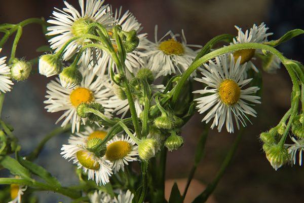 Erigeron annuus, Annual Fleabane, Einjähriges Berufkraut