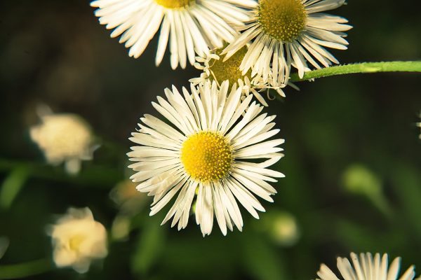 Erigeron annuus, Annual Fleabane, Einjähriges Berufkraut