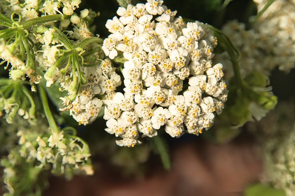 Achillea millefolium, Common Yarrow (flower), Schafgarbe (Blüte)