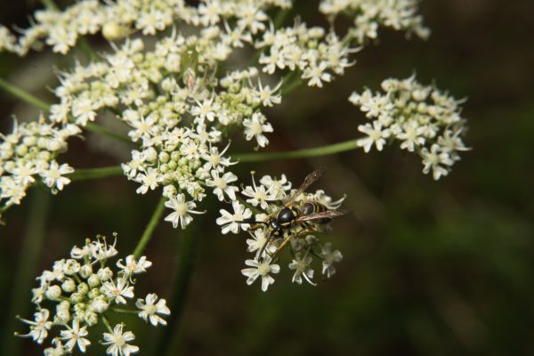 Heracleum sphondylium, Common Hogweed (flower), Wiesenbärenklau (Blüte)