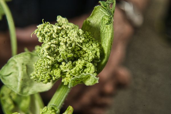 Heracleum sphondylium, Common Hogweed (flower bud), Wiesenbärenklau (Blütenknospe)