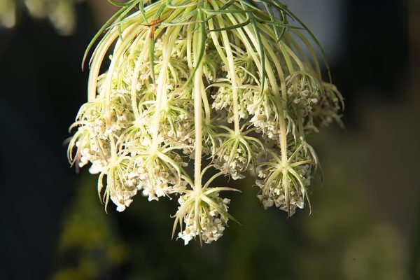 Daucus carota, Wild Carrot (flower), Wilde Möhre (Blüte)