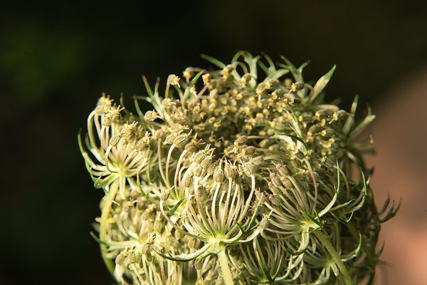 Daucus carota, Wild Carrot (spent flower head), Wilde Möhre (verblühter Blütenstand)