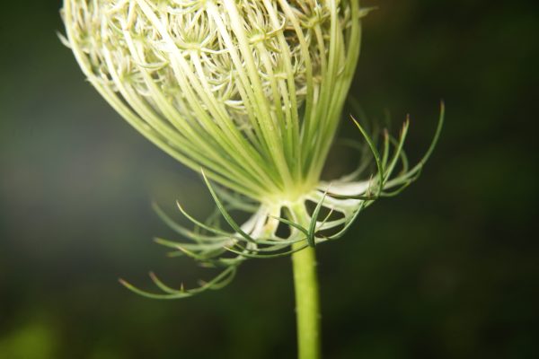 Daucus carota, Wild Carrot (spent flower head with involucral bracts), Wilde Möhre (verblühter Blütenstand, Hüllblättchen)