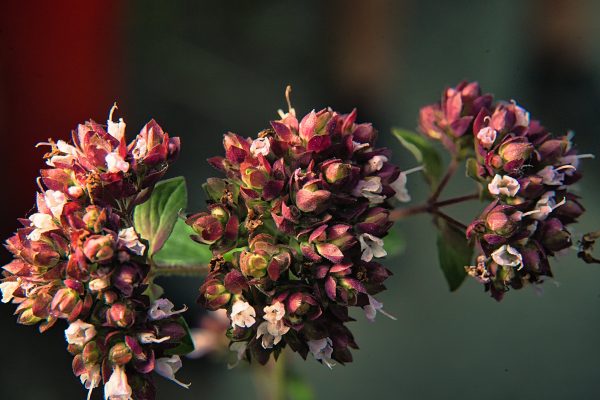 Origanum vulgare, Wild Marjoram, Wilder Dost