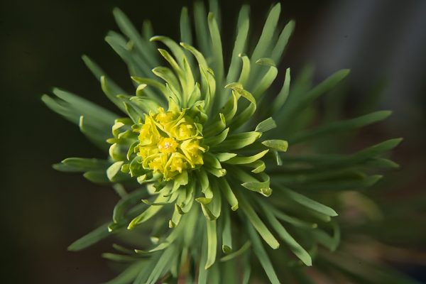 Euphorbia cyparissias, Cypress Spurge (flower buds), Zypressen Wolfsmilch (Blütenansatz) – toxic