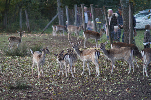 A7 03710 Carl Zeiss T* 180mm f2.8 Olympia Sonnar West Germany