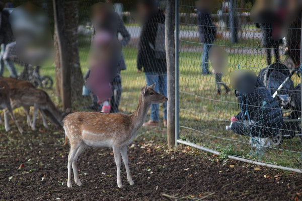 A7 03777 Zeiss Jena 180mm f2.8 Olympia Sonnar East Germany