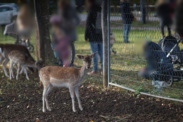 A7 03779 Zeiss Jena 180mm f2.8 Olympia Sonnar East Germany
