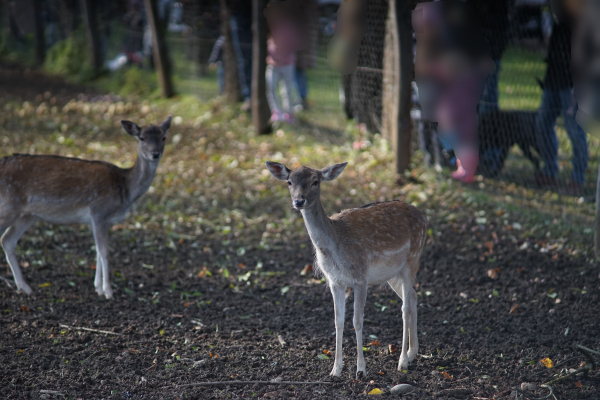 A7 03794 Carl Zeiss T* 180mm f2.8 Olympia Sonnar West Germany