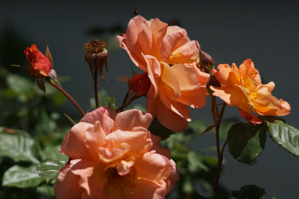 A7 07224 Olympia Sonnar 180mm