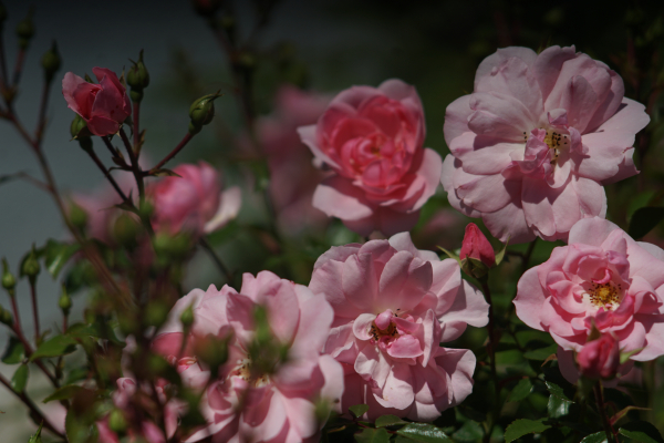 A7 07260 Olympia Sonnar 180mm