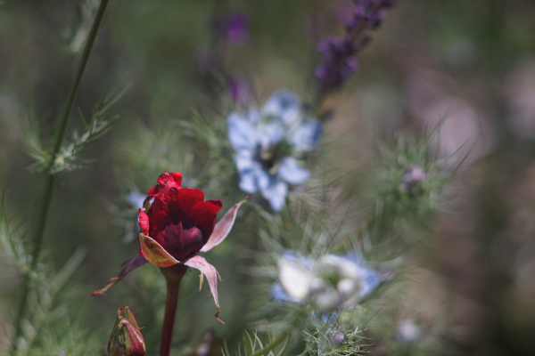 A7 07279 Olympia Sonnar 180mm