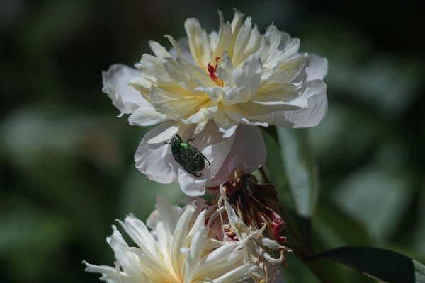 A7 07284 Olympia Sonnar 180mm