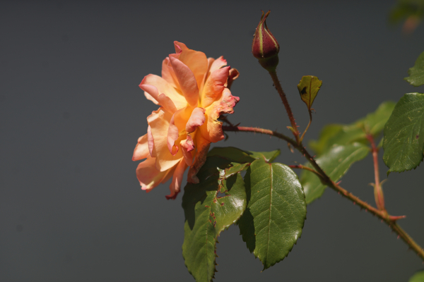 A7 07344 Olympia Sonnar 180mm