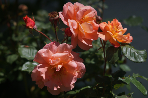 A7 07349 Olympia Sonnar 180mm