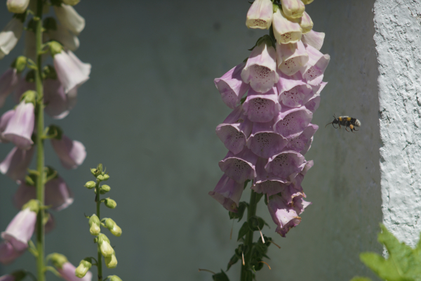 A7 07398 Olympia Sonnar 180mm