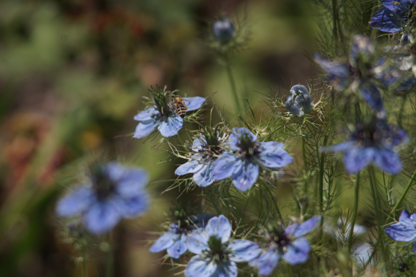 A7 07491 Olympia Sonnar 180mm