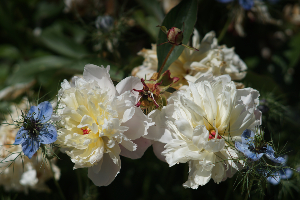 A7 07509 Olympia Sonnar 180mm