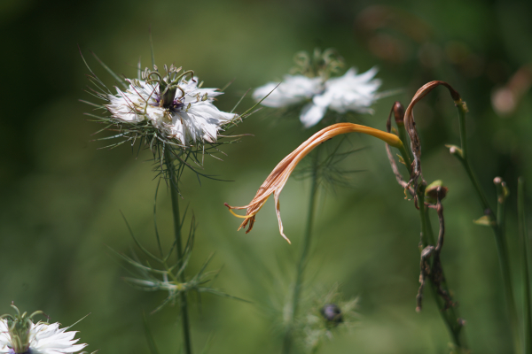 A7 07516 Olympia Sonnar 180mm