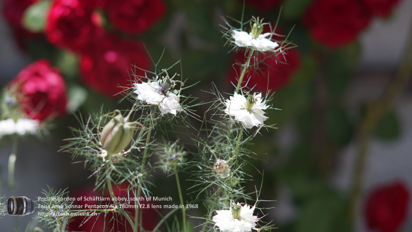 A7 07558 Olympia Sonnar 180mm 4K UHD