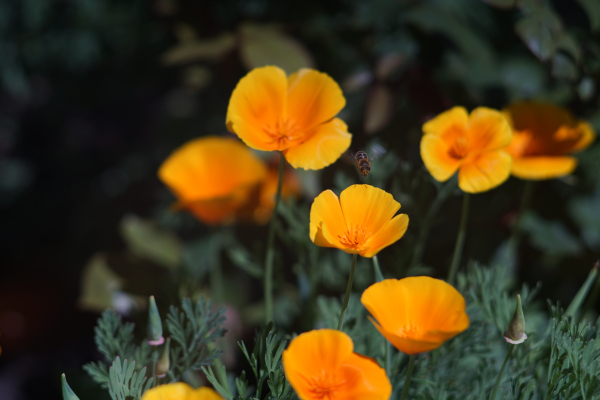 A7 07575 Olympia Sonnar 180mm