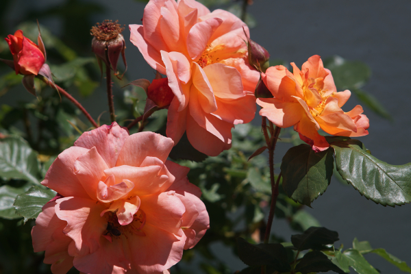 A7 07619 Olympia Sonnar 180mm