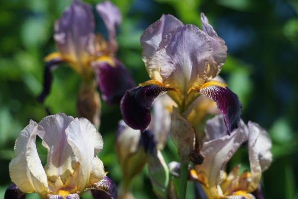 A7 07699 Contax Carl Zeiss Sonnar 135mm 16-mm-tube