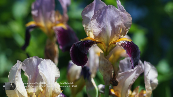 A7 07699 Contax Carl Zeiss Sonnar 135mm 16-mm-tube 4K UHD