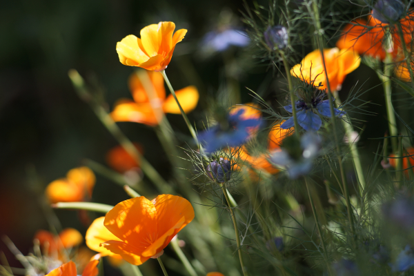 A7 07701 Contax Carl Zeiss Sonnar 135mm 16-mm-tube