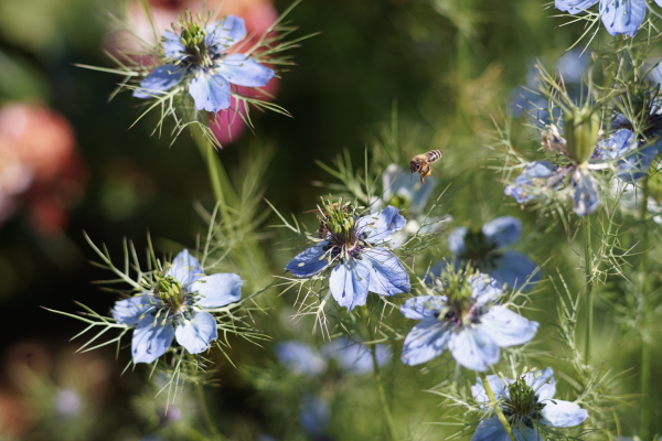A7 07713 Contax Carl Zeiss Sonnar 135mm 16-mm-tube
