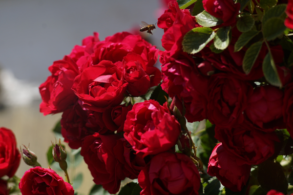 A7 07734 Contax Carl Zeiss Sonnar 135mm 16-mm-tube