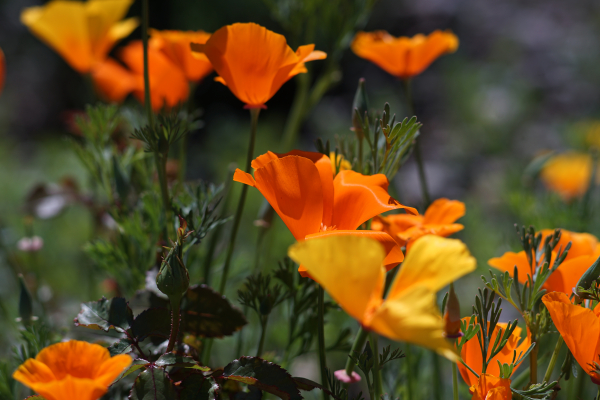 A7 07800 Contax Carl Zeiss Sonnar 135mm 16-mm-tube