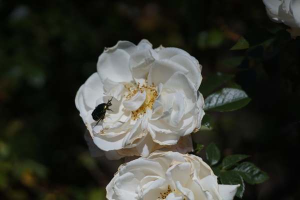 A7 07847 Contax Carl Zeiss Sonnar 135mm 16-mm-tube