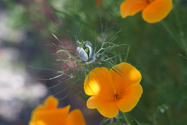 A7 08011 Contax Carl Zeiss Sonnar 135mm 16-mm-tube