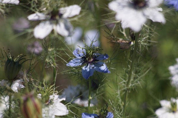 A7 08244 Canon FD 200mm 16mm-tube
