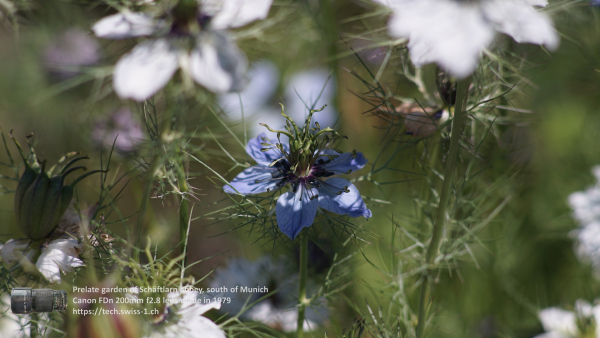 A7 08244 Canon FD 200mm 16mm-tube 4K UHD
