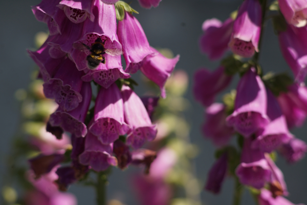 A7 08269 Canon FD 200mm 16mm-tube