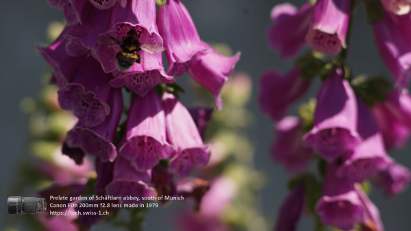 A7 08269 Canon FD 200mm 16mm-tube 4K UHD