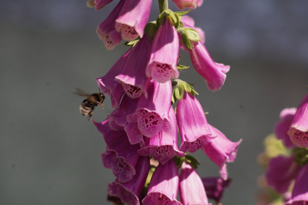 A7 08280 Canon FD 200mm 16mm-tube
