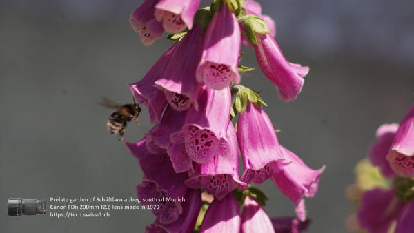 A7 08280 Canon FD 200mm 16mm-tube 4K UHD