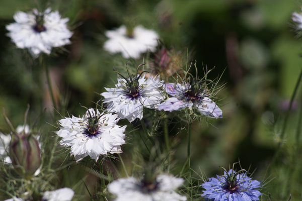 A7 08326 Canon FD 200mm 16mm-tube