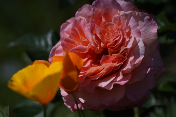 A7 08336 Canon FD 200mm 16mm-tube