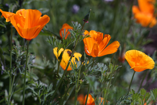 A7 08353 Canon FD 200mm 16mm-tube